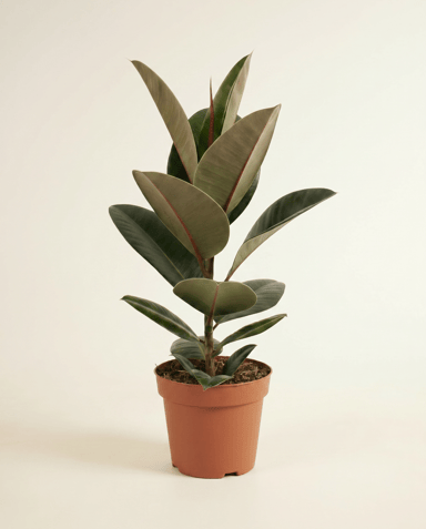 Ficus Arbre à caoutchouc) Elastica Robusta