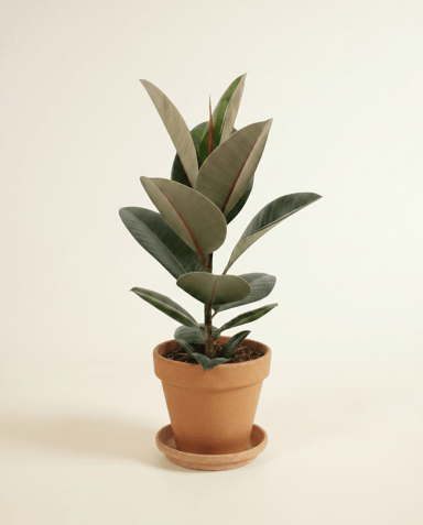 Ficus Arbre à caoutchouc) Elastica Robusta