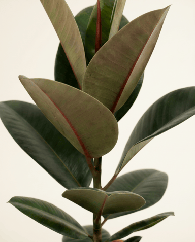 Ficus Arbre à caoutchouc) Elastica Robusta