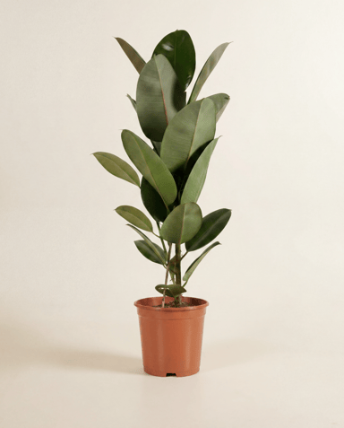 Ficus Gummibaum Elastica Robusta