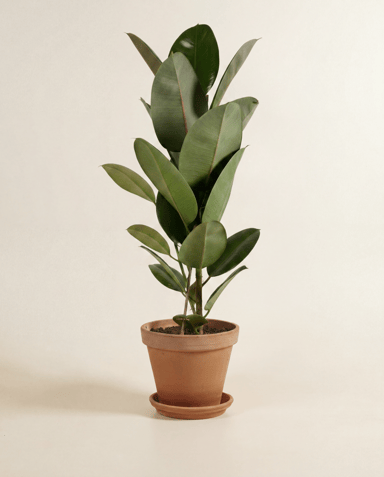 Ficus Gummibaum Elastica Robusta