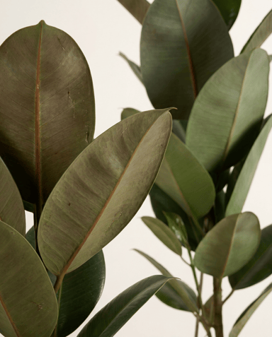 Ficus Gummibaum Elastica Robusta