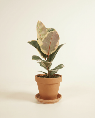 Ficus Gummibaum Elastica Tineke
