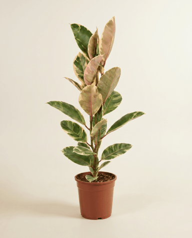 Ficus Tobacco Plant Elastica Tineke