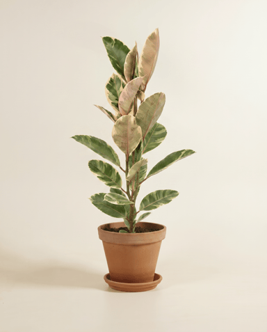 Ficus Tobacco Plant Elastica Tineke