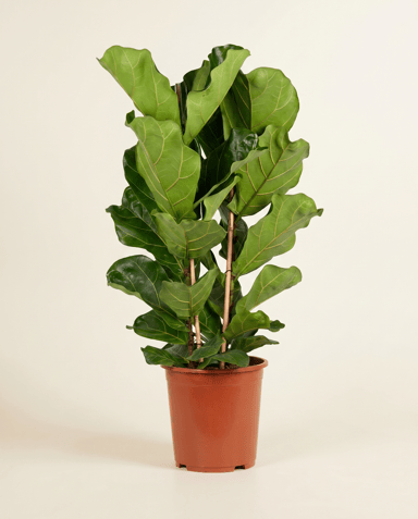 Ficus Gummibaum Lyrata