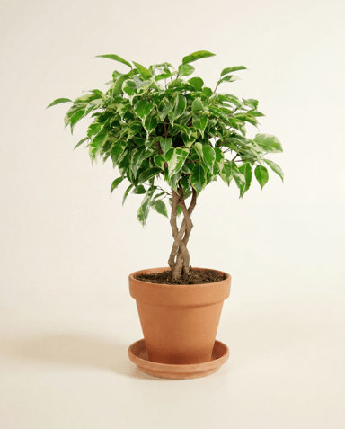 Ficus Gummibaum Marole