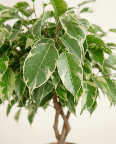 Ficus Gummibaum Marole