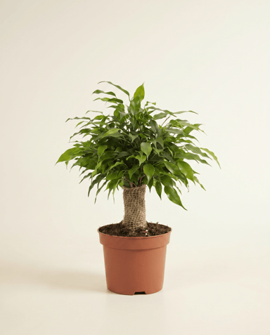 Ficus Tobacco Plant Benjamina Natasja