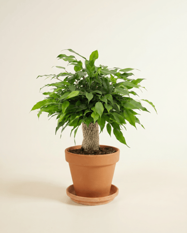 Ficus Tobacco Plant Benjamina Natasja