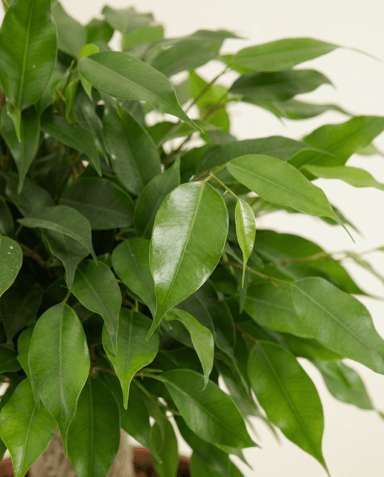 Ficus Tobacco Plant Benjamina Natasja