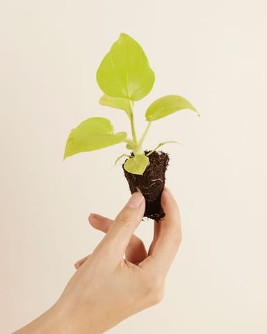 Bébé Philodendron Warscewiczii 'Flavum'