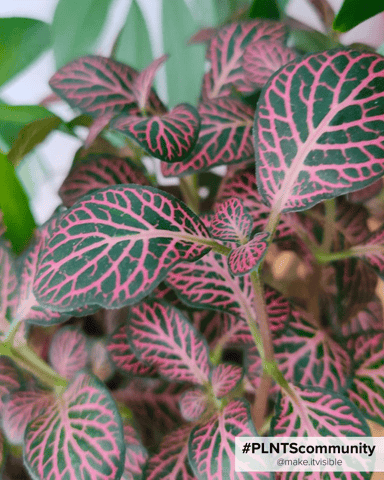 Baby Fittonia Nerve plant Verschaffeltii Forest Flame