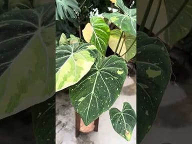 Baby Anthurium #003 - Crystallinium variegata
