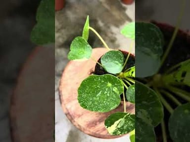 Pilea #004 - Sugar Variegata