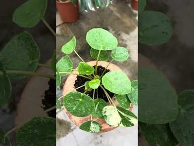 Pilea #005 - Sugar Variegata