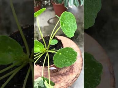 Pilea #006 - Sugar Variegata