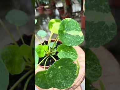 Alocasia #007 - Dragon Scale Variegata