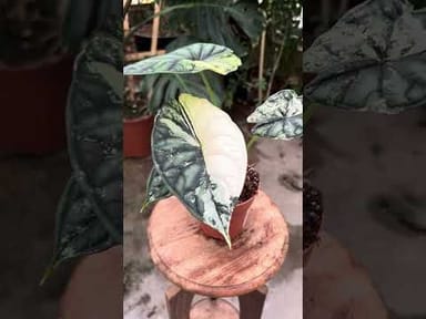 Alocasia #008 - Dragon Scale Variegata