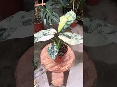 Alocasia #009 - Dragon Scale Variegata