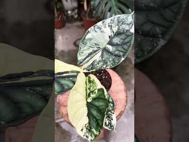 Alocasia #010 - Dragon Scale Variegata