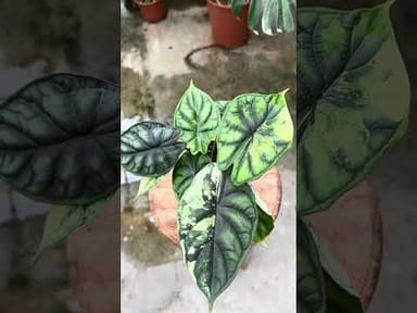 Anthurium #011 - Magnificum Variegata