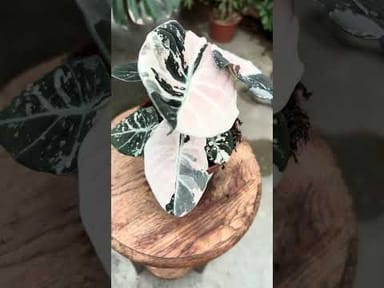 Anthurium #012 - Magnificum Variegata