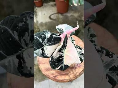 Anthurium #013 - Magnificum Variegata