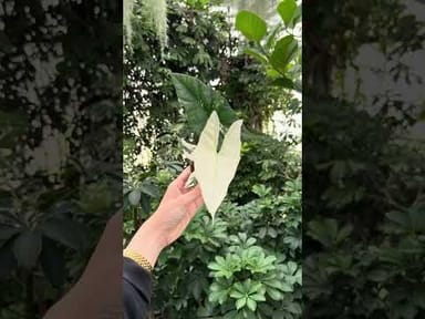 Baby Anthurium #001 - Silver blush mint (S)