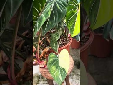 Baby Anthurium #002 - Silver blush mint