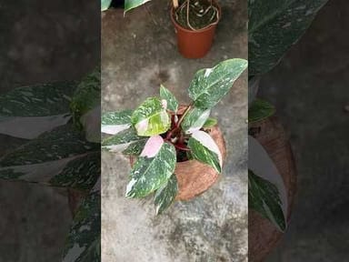 Philodendron #014 - White Princess Pink Variegata