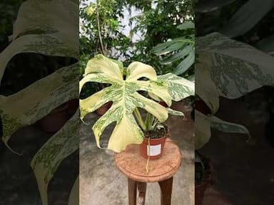 Monstera #015 - Thai Constallation Crème Brûlée
