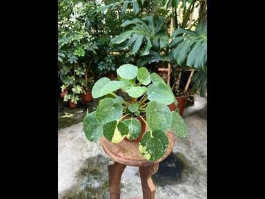 Pilea #004 - Sugar Variegata
