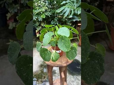Pilea #005 - Sugar Variegata
