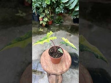 Alocasia #006 - Jacklyn Variegata (M)