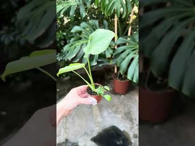 Baby Monstera #007 - Thai Constellation NoID (S)
