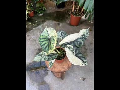 Alocasia #008 - Dragon Scale Variegata