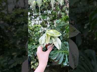 Baby Alocasia #009 - Ninja Mint