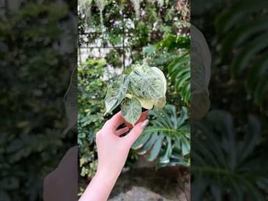 Baby Alocasia #010 - Ninja Mint