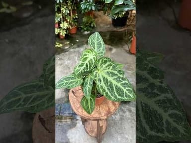 Anthurium #011 - Magnificum Variegata