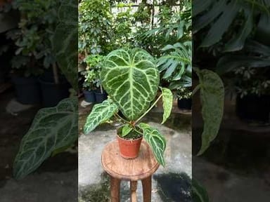 Anthurium #012 - Magnificum Variegata