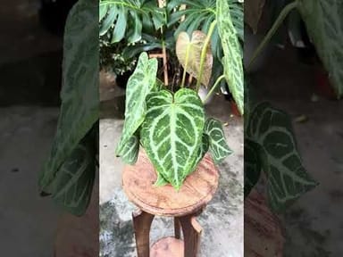 Anthurium #013 - Magnificum Variegata