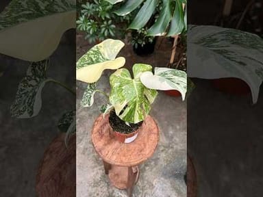 Monstera #016 - Thai Constallation Crème Brûlée