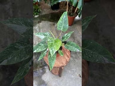 Philodendron #014 - White Princess Variegata