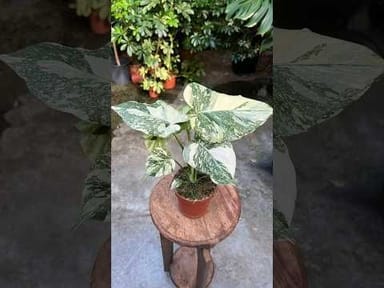 Monstera #022 - Thai Constallation Crème Brûlée