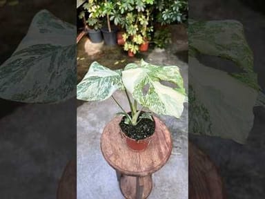 Monstera #023 - Thai Constallation Crème Brûlée