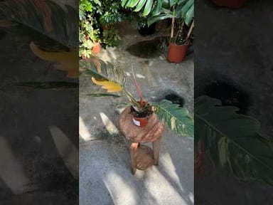 Philodendron #024 - Caramel Marble (M)