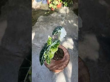 Alocasia #025 - Frydek variegata