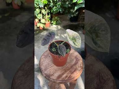 Alocasia #026 - Red Secret Variegata