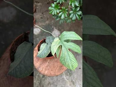 Amydrium #017 - Medium Silver variegata
